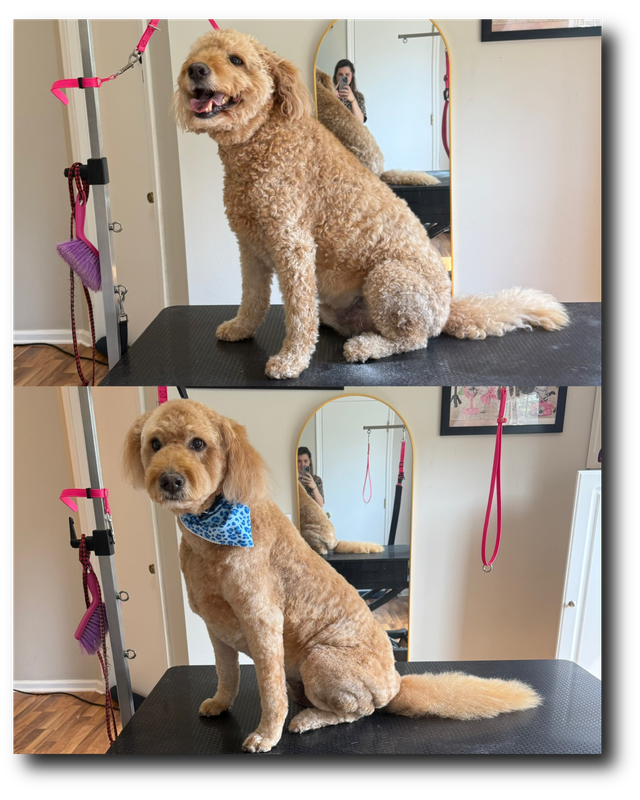 Groomed pup 5