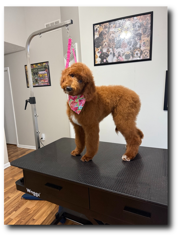 Groomed pup 27