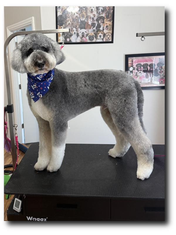 Groomed pup 4