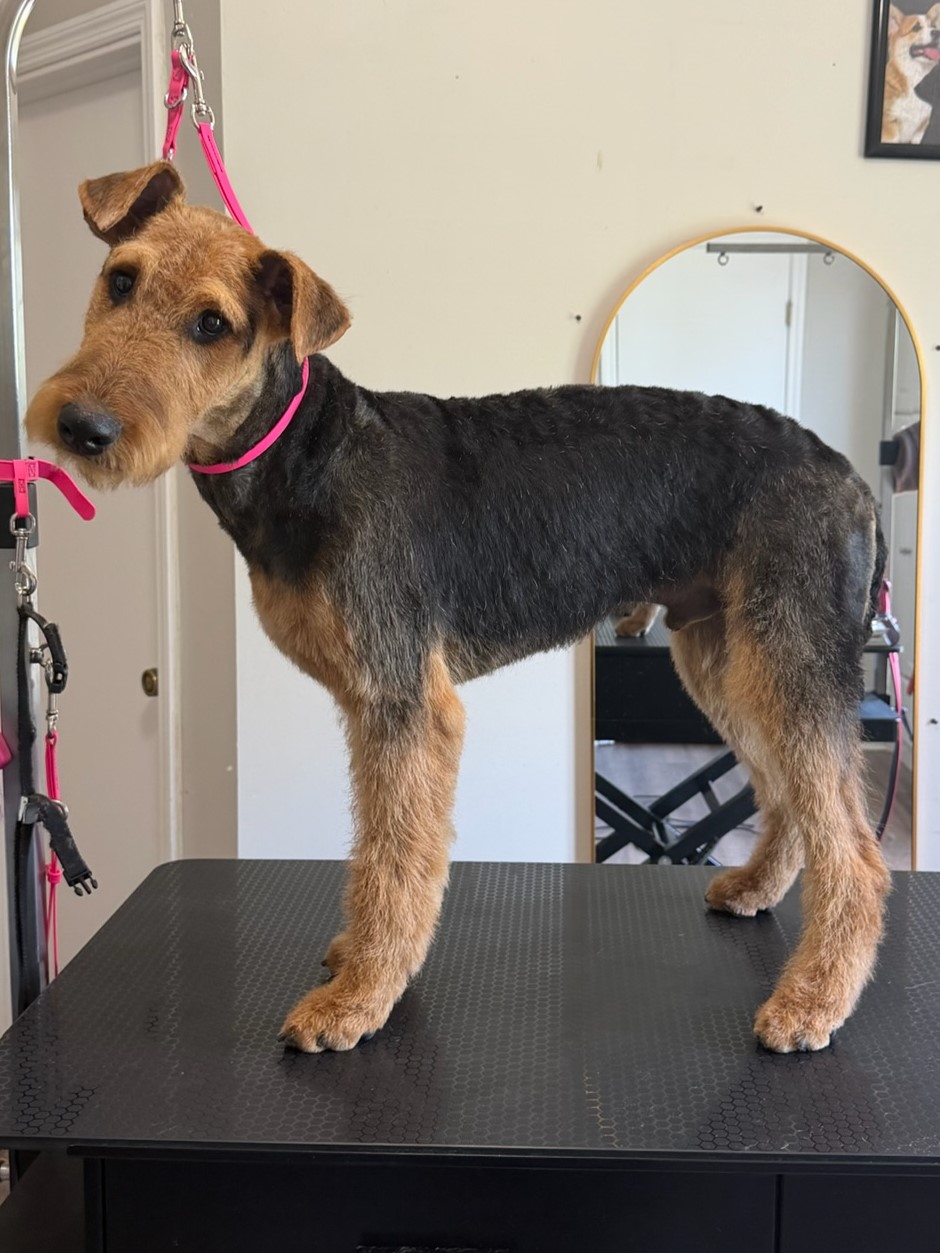 Groomed pup 8