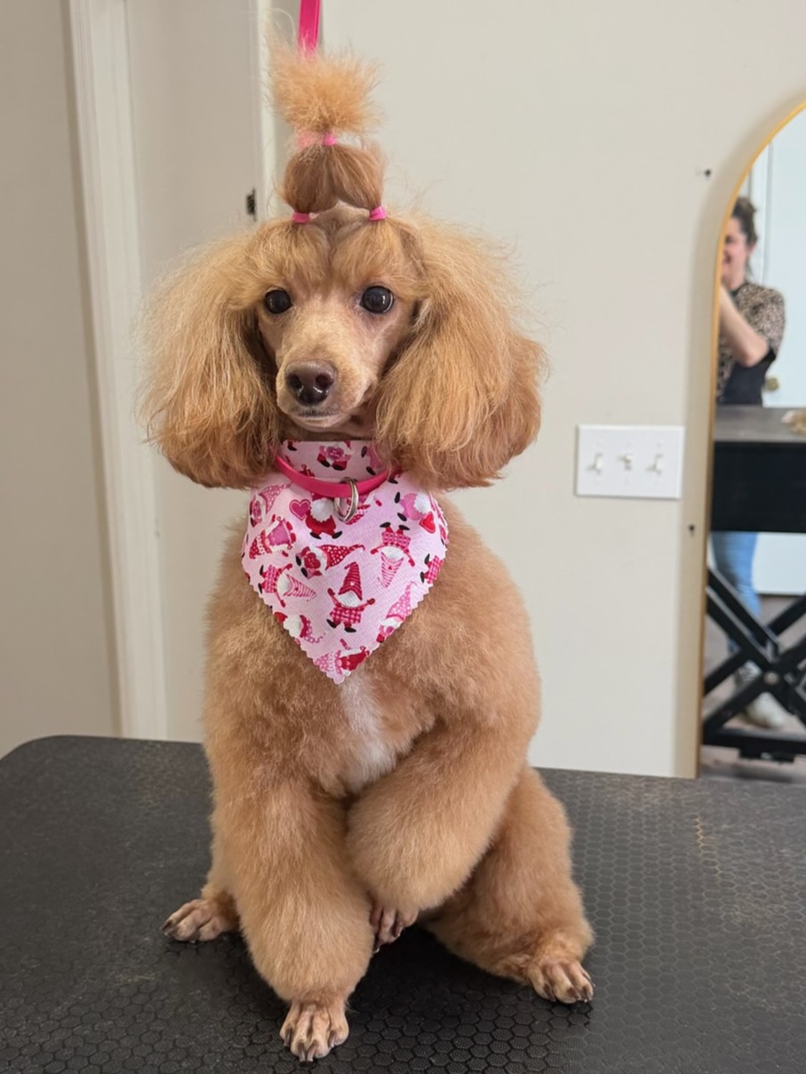 Groomed pup 12