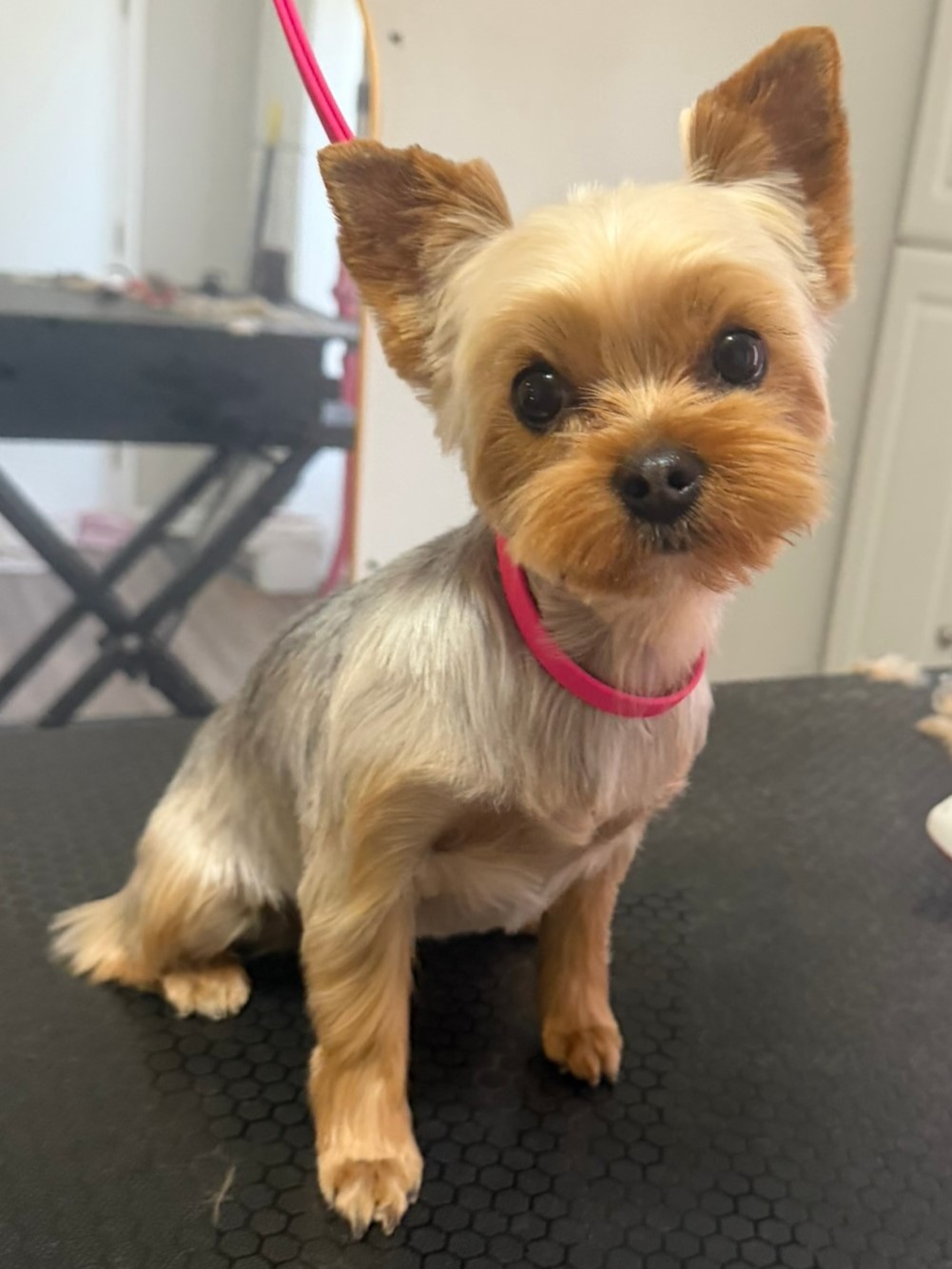 Groomed pup 5