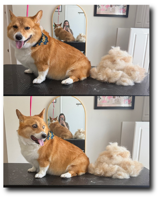 Groomed pup 19