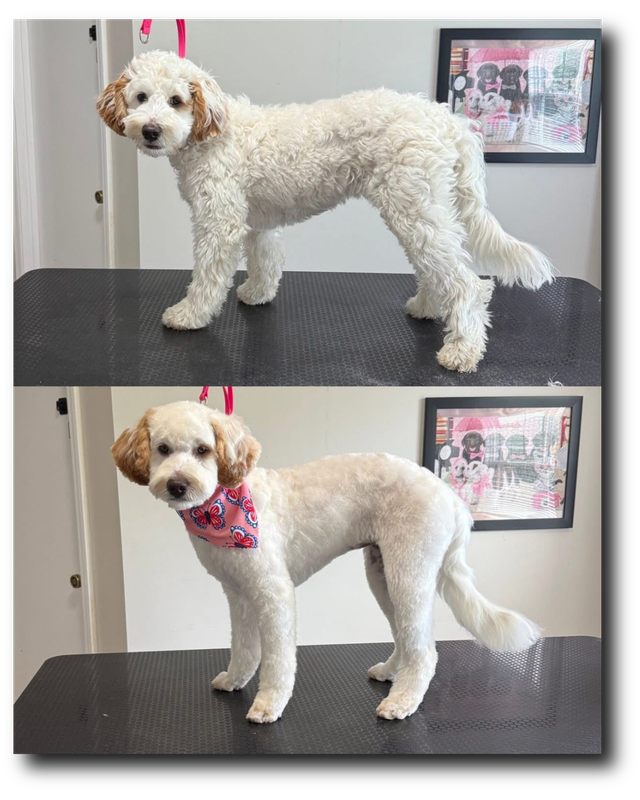 Groomed pup 23