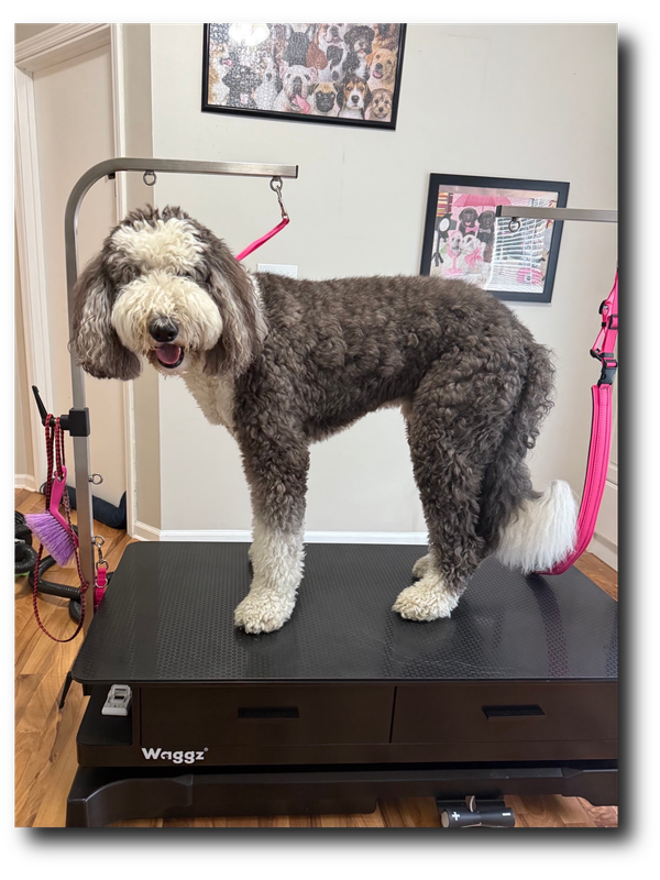 Groomed pup 1