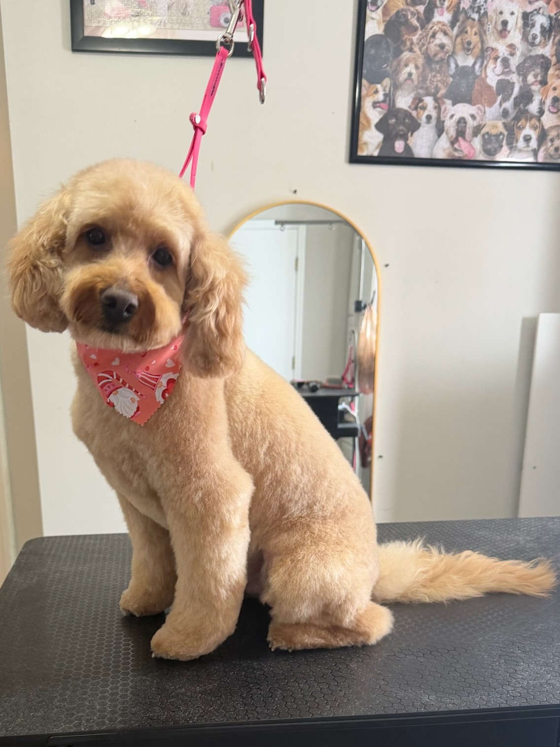 Groomed pup 11