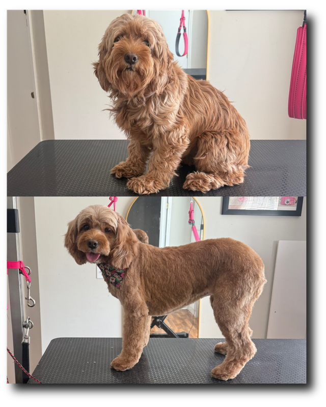 Groomed pup 6