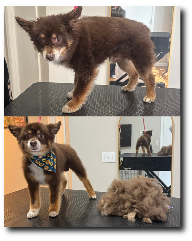 Groomed pup 25