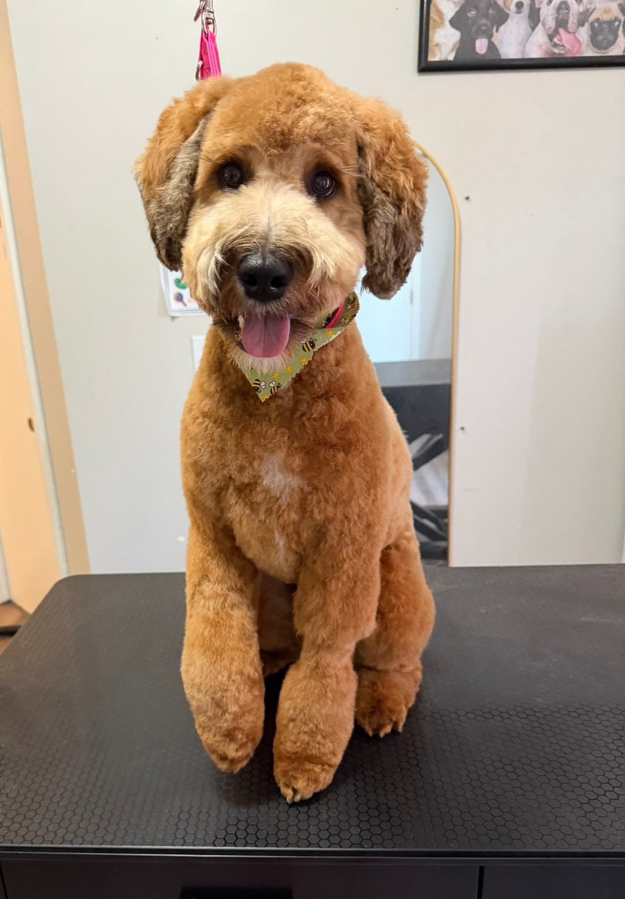 Groomed pup 6