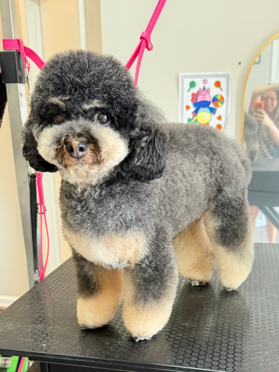 Groomed pup 10