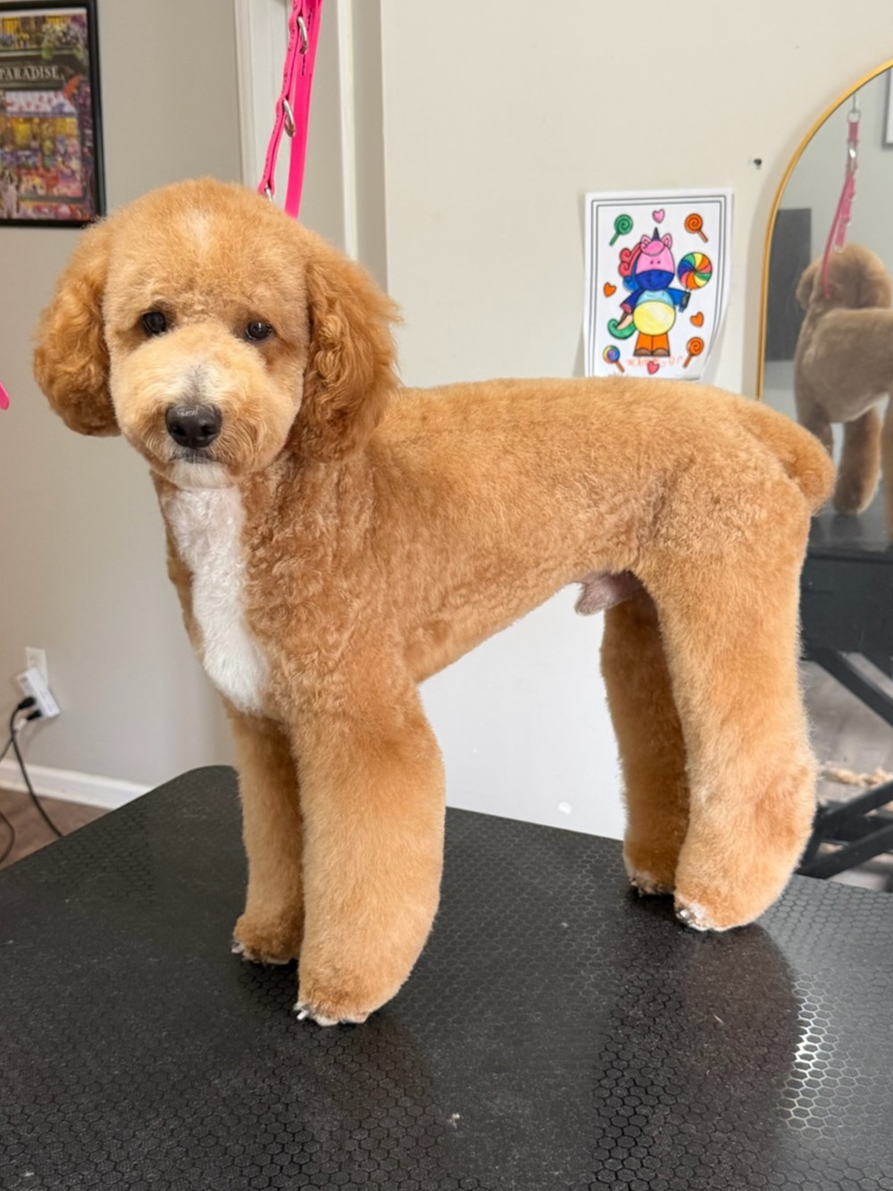 Groomed pup 7