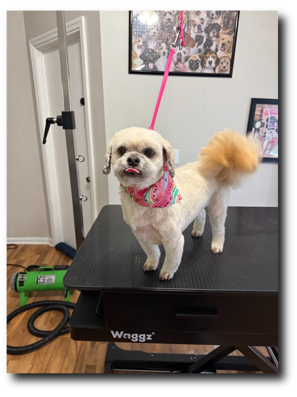Groomed pup 26