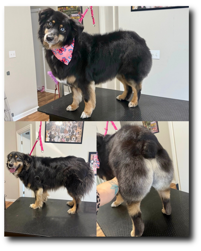Groomed pup 22