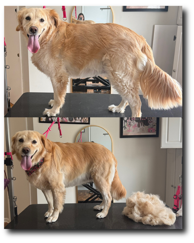 Groomed pup 28