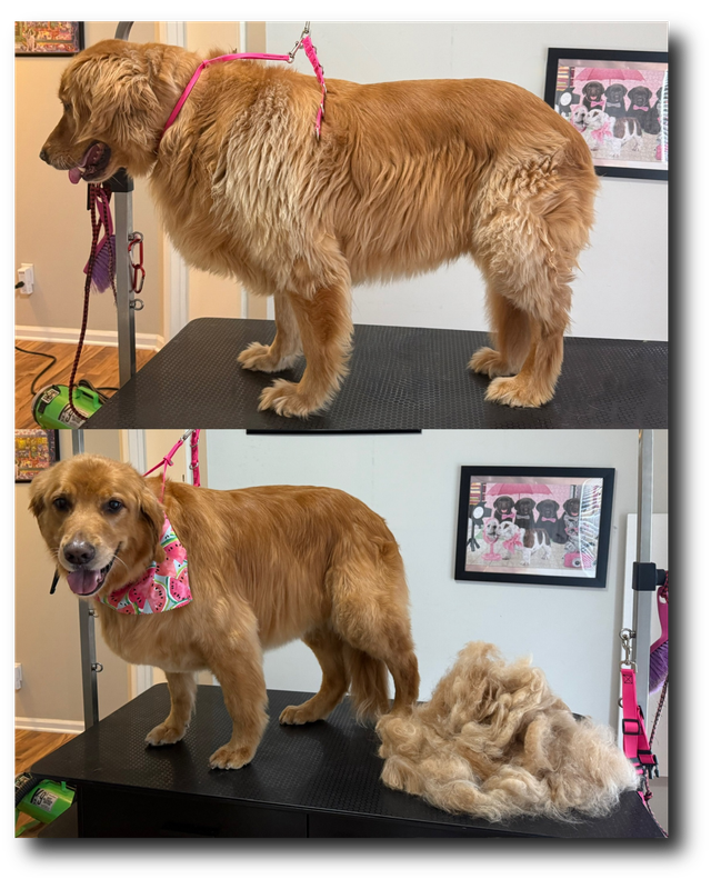 Groomed pup 20
