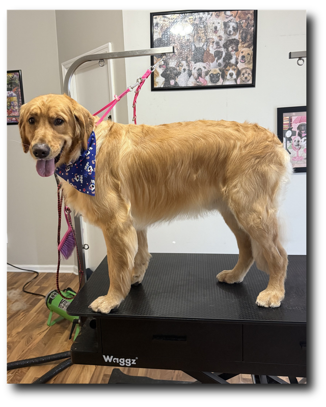 Groomed pup 21