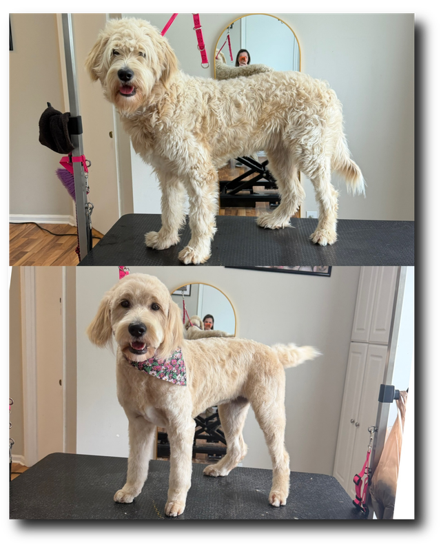 Groomed pup 24