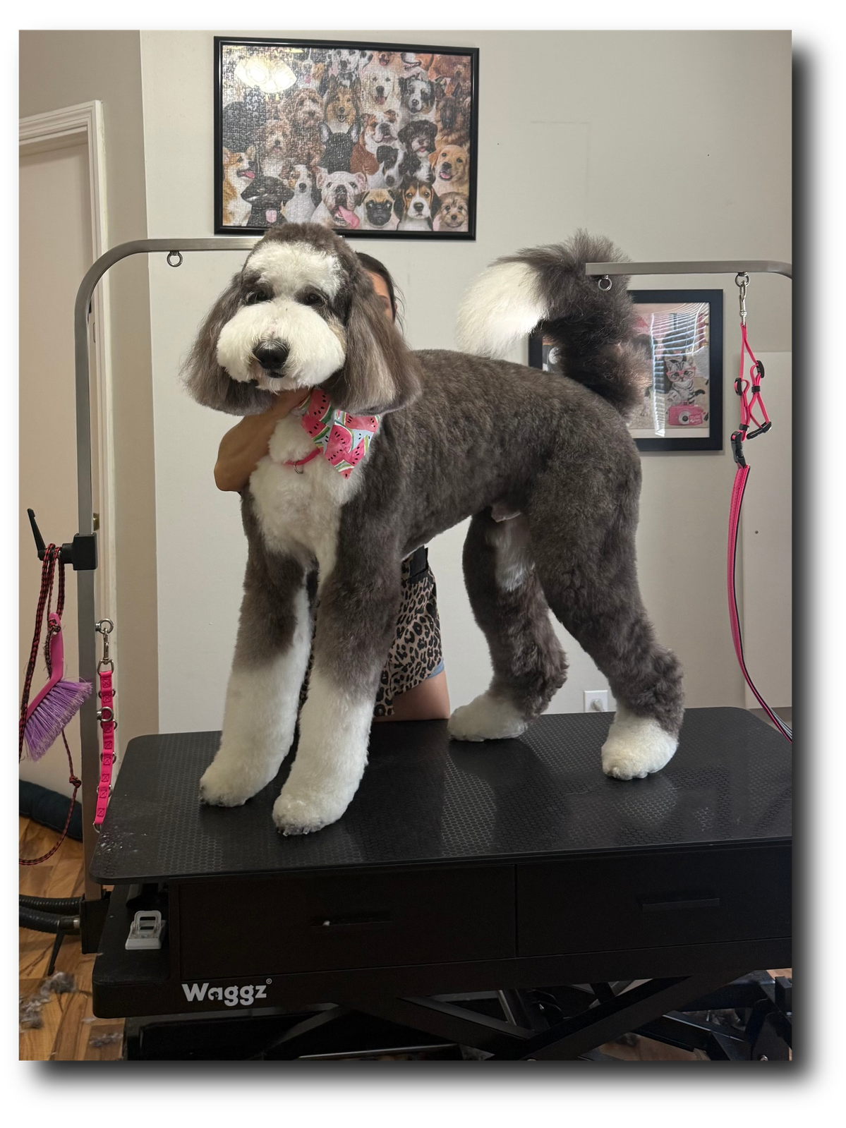 Groomed pup 2