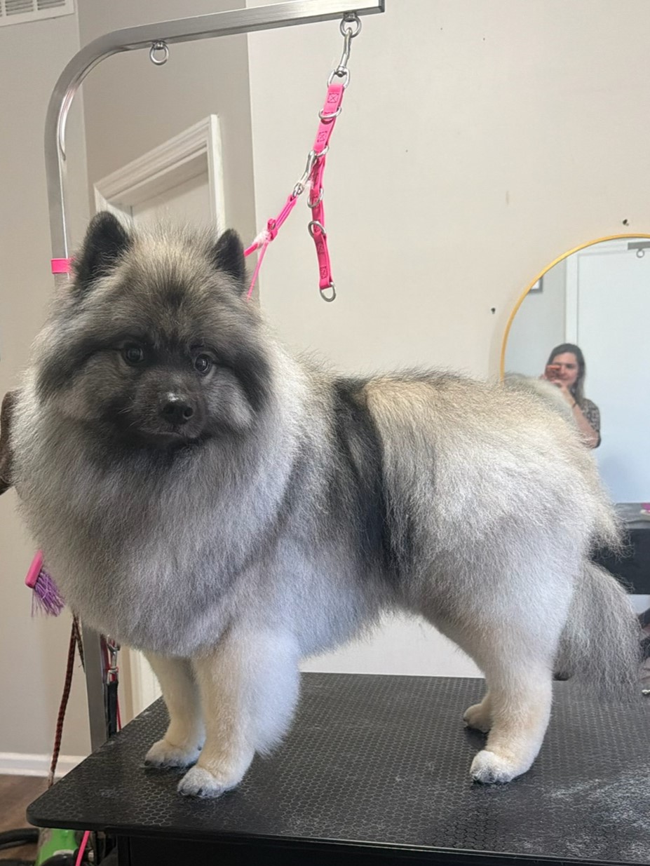 Groomed pup 9