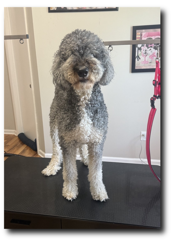 Groomed pup 3
